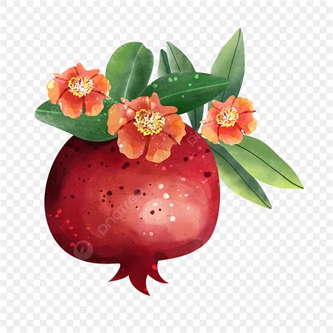 Pomegranate Fruit PNG Picture Pomegranate Fruit Watercolor Style