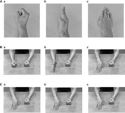 Frontiers Examination Of The Prefrontal Cortex Hemodynamic Responses