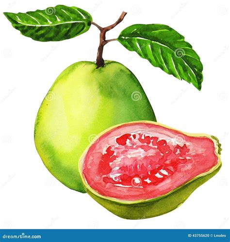 Fresh Guava Fruit Isolated On White Background Stock Illustration