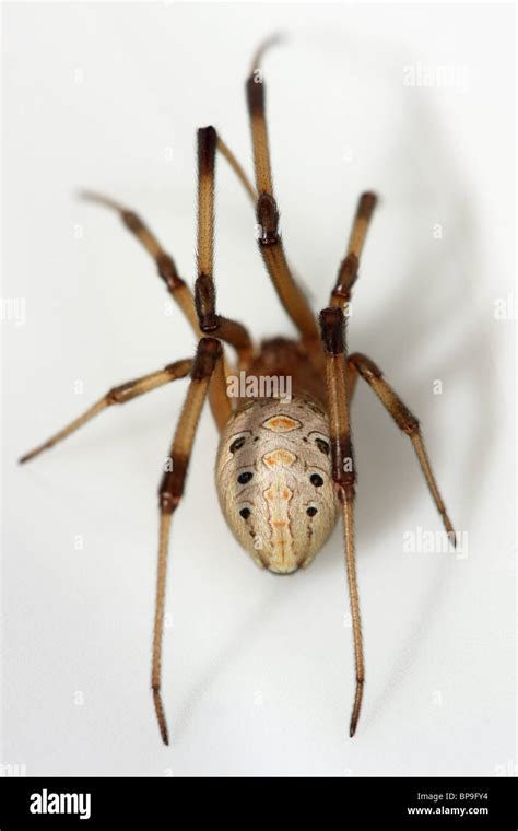 Male Brown Widow Spider Facts