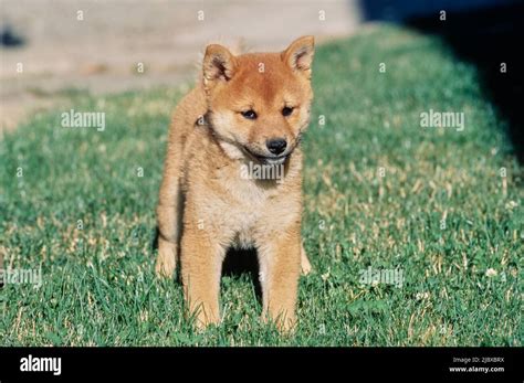 A Shiba Inu Puppy Standing In Grass Stock Photo Alamy