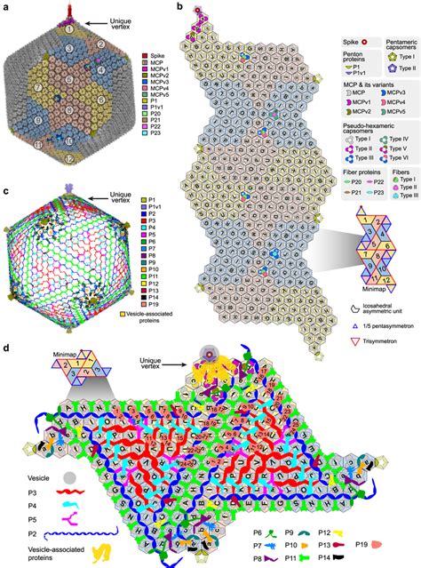 Overall Structure Of The PBCV 1 Capsid A Fivefold Averaged Cryo EM Map