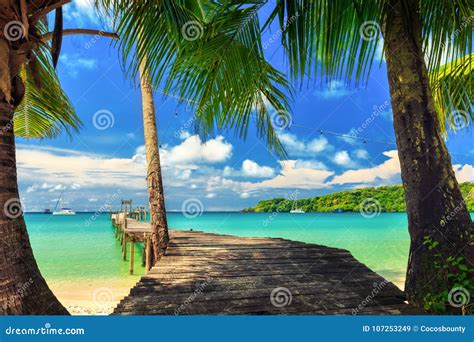 Nature Landscape Amazing Sandy Tropical Beach With Silhouette Coconut