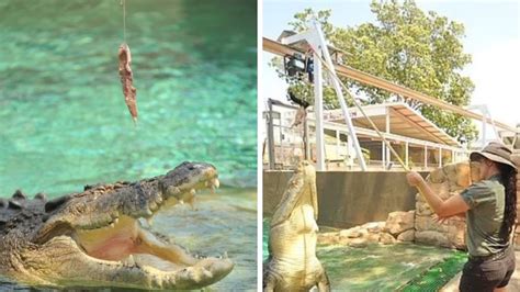 Saltwater crocodile attacks Crocosaurus Cove worker | NT News