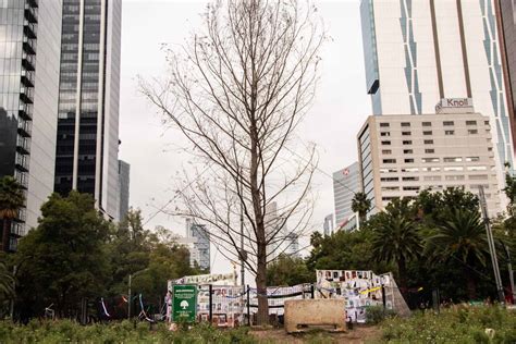 Nom S No Pega El Ahuehuete De Reforma Ser A Retirado En Cinco Semanas