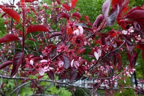 Plantfiles Pictures Prunus Dwarf Red Leaf Plum Purple Leaf Sand Cherry Prunus X Cistena By