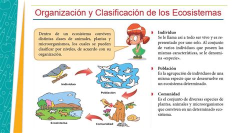 Niveles De Organización De Los Ecosistemas 4 Youtube