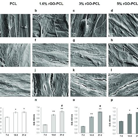 Adhesion And Proliferation Of Hmscs On Rgo Pcl Surfaces In Osteogenic