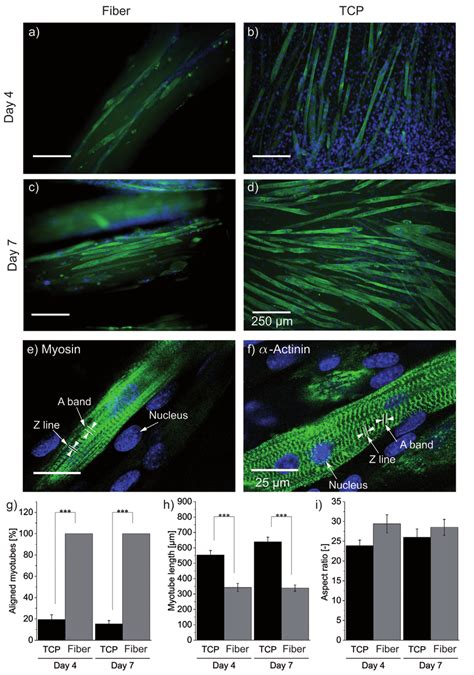 Myogenesis Of C2c12 Myoblasts On Wet Spun Collagen Fibers A D