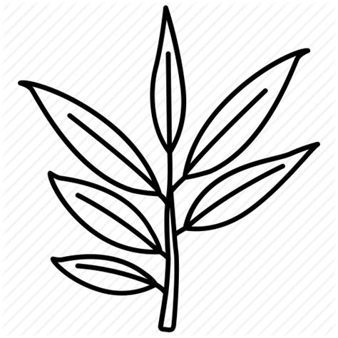 Eucalyptus Leaf Drawing at GetDrawings | Free download