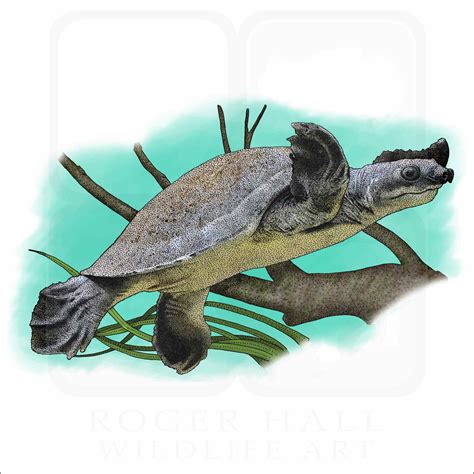 Fly River Turtle Signed Fine Art Print Inkart