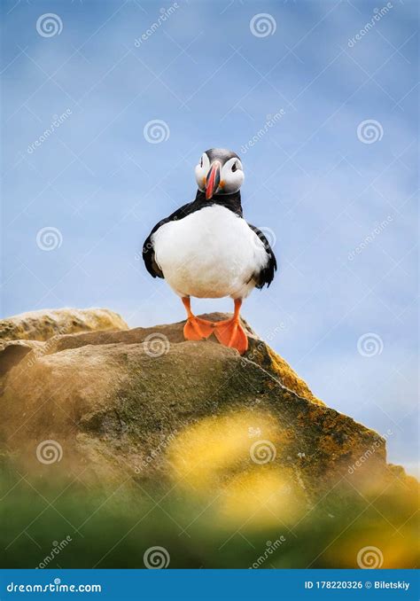 Puffin in Iceland. Seabird on Sheer Cliffs. Birds on the Westfjord in ...