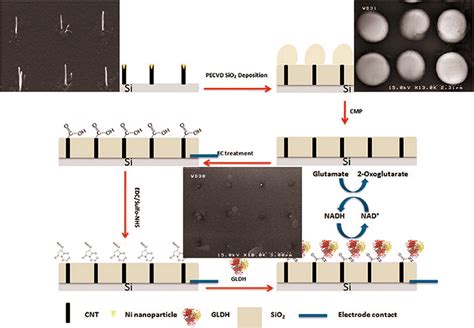 Schematic Diagram Illustrating The Enzyme Immobilization Steps On