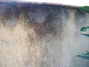 Comment Enlever Les Traces Noires Sur Les Murs Ext Rieurs