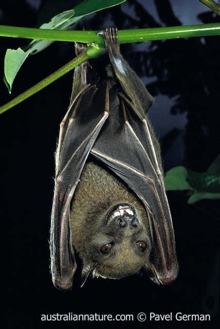 Fruit Bat Wildlife Images Nature Photography By Pavel German