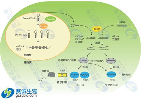 Mirna的生物发生 技术专题停用 广州赛诚生物科技有限公司 服务于您的核心利益！