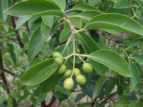 Indian Sandalwood Santalum Album 20 Seeds Etsy