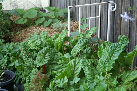 Top 5: Edible Plants for Partial Shade | Suburban Tomato
