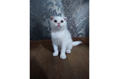 Beyaz Scottish Fold Kedi