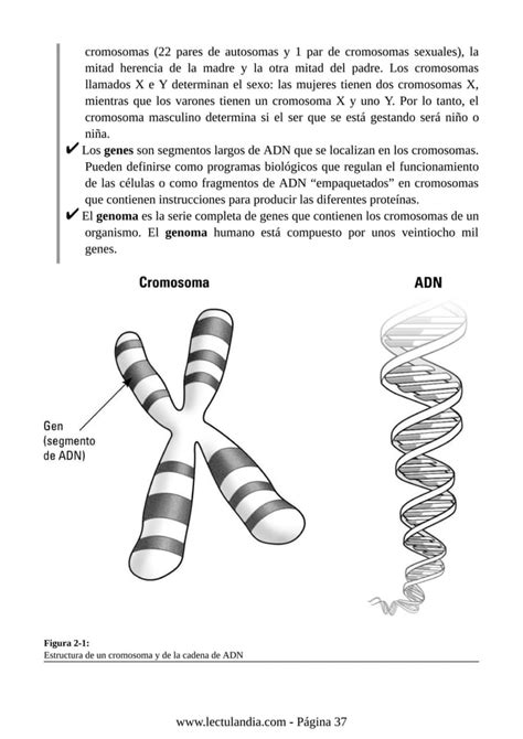 Como Funciona Tu Cerebro Para Dummies Pdf