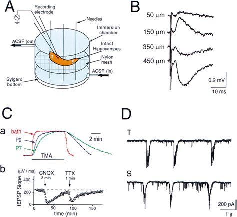 Electrophysiological Properties Of IHF In Vitro A Scheme Of The