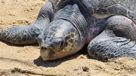 Close-up Photo of a Sea Turtle's Head · Free Stock Photo