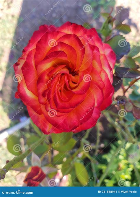 Red And Orange Rose Flower On Plant Stock Image Image Of Gardening