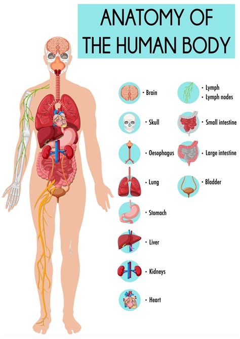 Poster Educational Learning Anatomy Of The Human Body Organs Etc