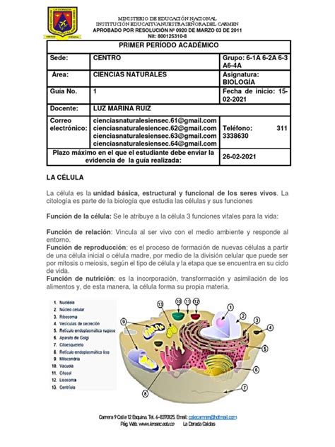 Guía Y Taller 1 La Célula Sextos Ya Pdf Biología Celular Plantas