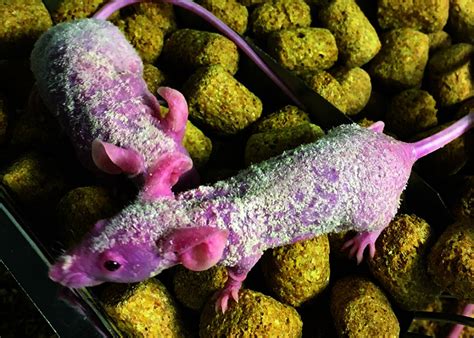 A Clinical Scoring System And Impact Of Athymic Nude Mouse Age On