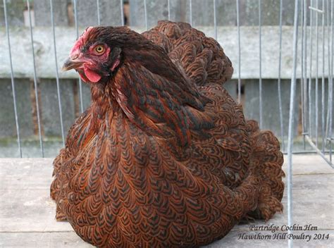 Partridge Cochin Chicken Breeds Breeds Birds