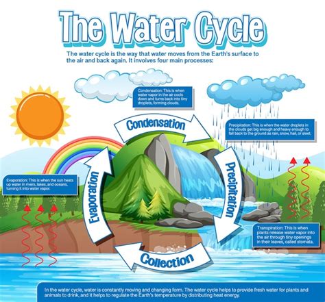 El Diagrama Del Ciclo Del Agua Para La Educaci N Cient Fica Vector