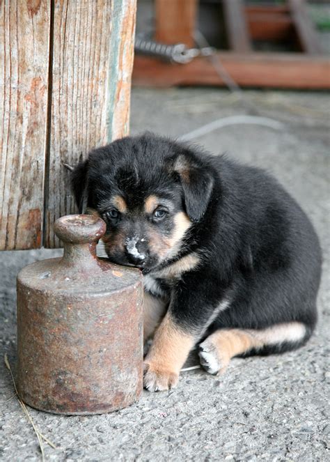 Free Images : sweet, cute, pet, small, baby, vertebrate, dog breed, dog