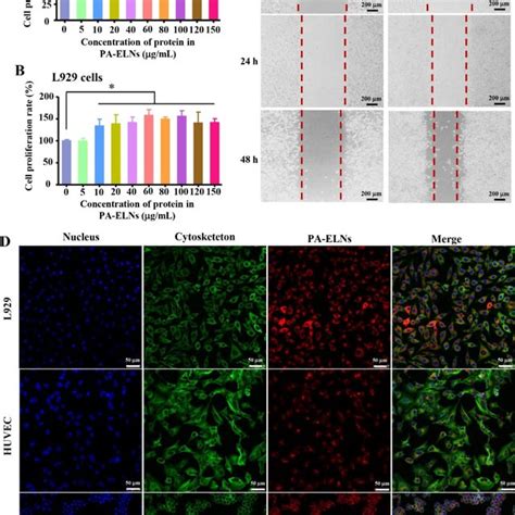 Effects On The Proliferation Of Huvecs A And L Cells B Treated