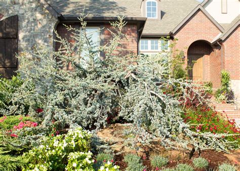 Cedar Weeping Blue Atlas - Tree Top Nursery & Landscape Inc.