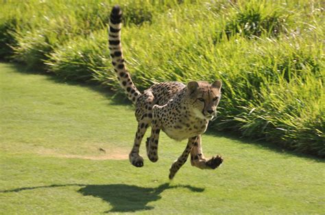 Fastest Animals on Earth That Move at Unimaginable Speeds - Animal Sake