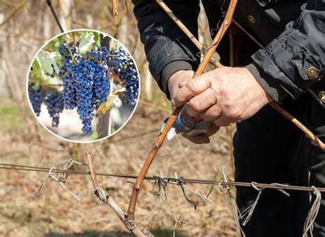 Przycinanie Winoro Li Zim Jakie S Skutki Z Ego Przycinania Winogron