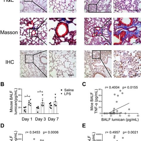 Relationships Between The Balf Lumican Level Pao2fio2 Ratio And Sofa Download Scientific