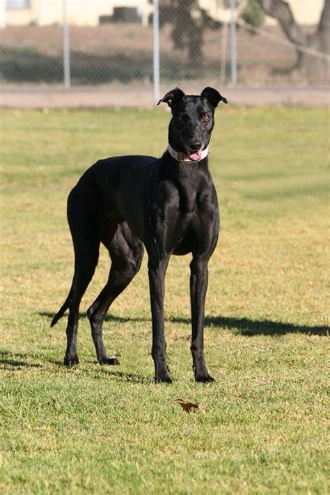 Black Greyhound