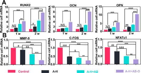 A Expression Level Of Osteogenesis Related Genes Including Runx Ocn