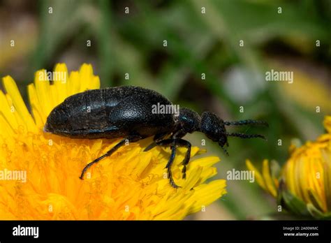 Violet Oil Beetle Meloe Violaceus Stock Photo Alamy