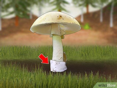 How to Identify a Death Cap Mushroom (Amanita phalloides)