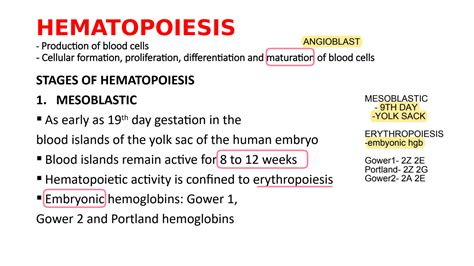 Solution Hematopoiesis Summary Studypool