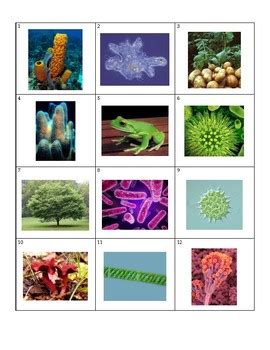 Biology Kingdom Classification Card Sort by Regina ListGrace | TpT