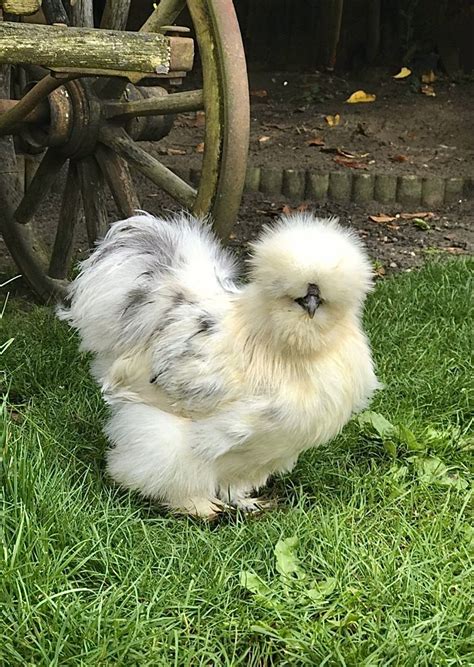 A Complete Guide To Silkie Chicken Colors Breeding Chart Sexing