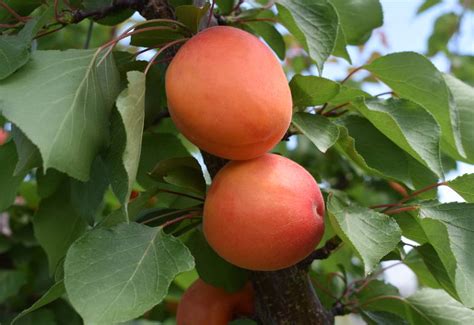 Приция абрикос описание сорта - фото
