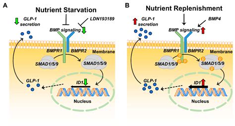 Ijms Free Full Text Id Mediated Bmp Signaling Pathway Potentiates