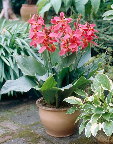 Canna tall striped 'Perkeo' (Ships in Spring) Canna from ADR Bulbs