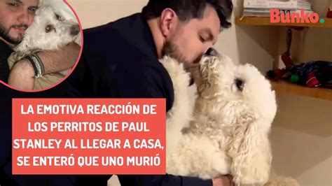 La emotiva reacción de los perritos de Paul Stanley al llegar a casa