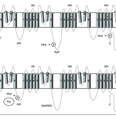 a1 subunits of calcium channel families Ca v 1 and Ca v 2. The subunits ...